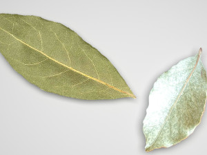 Dried bay leaves 3D Model