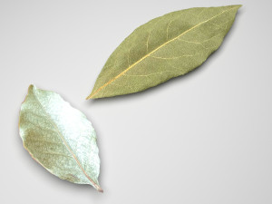Dried bay leaves 3D Model