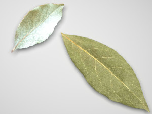 Dried bay leaves 3D Model