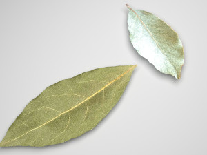 Dried bay leaves 3D Model