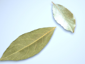 Dried bay leaves 3D Model
