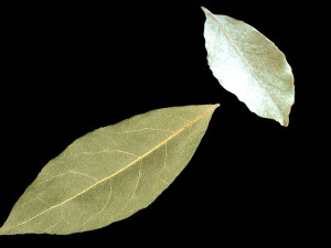 Dried bay leaves 3D Model
