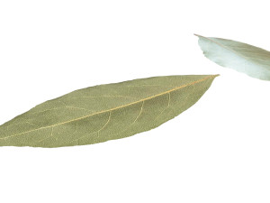 Dried bay leaves 3D Model