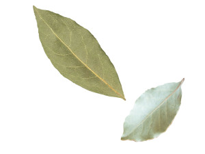 Dried bay leaves 3D Model