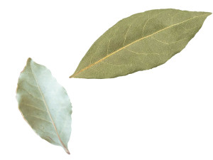 Dried bay leaves 3D Model