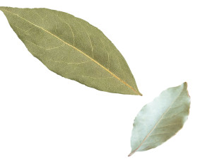 Dried bay leaves 3D Model