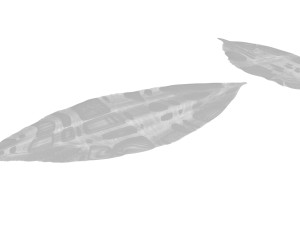 Dried bay leaves 3D Model