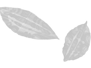 Dried bay leaves 3D Model