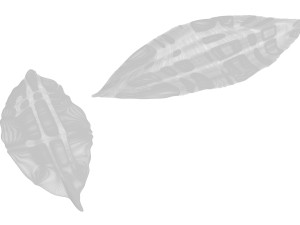 Dried bay leaves 3D Model