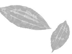 Dried bay leaves 3D Model