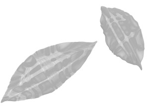Dried bay leaves 3D Model