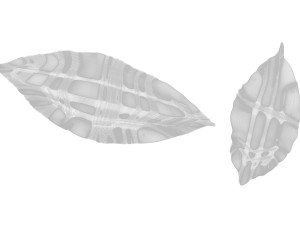 Dried bay leaves 3D Model
