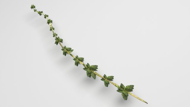 Thyme 3D Model .c4d .max .obj .3ds .fbx .stl .blend 