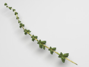 Thyme 3D Model