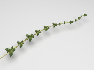 Thyme 3D Model