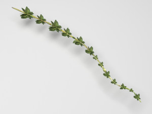 Thyme 3D Model