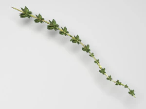 Thyme 3D Model