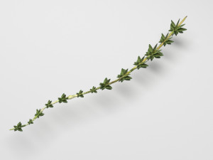 Thyme 3D Model