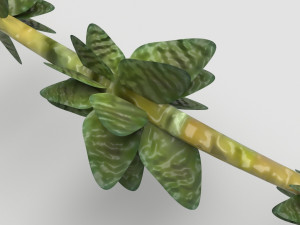 Thyme 3D Model