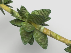 Thyme 3D Model