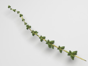 Thyme 3D Model