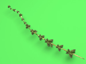 Thyme 3D Model