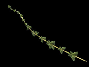 Thyme 3D Model