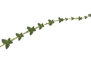 Thyme 3D Model