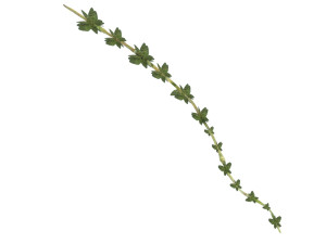 Thyme 3D Model
