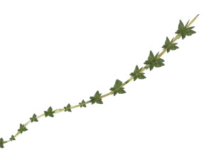 Thyme 3D Model