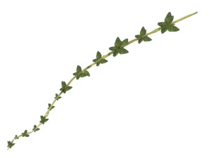 Thyme 3D Model