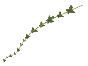 Thyme 3D Model