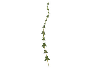 Thyme 3D Model