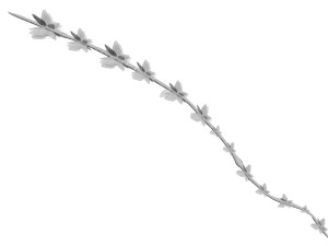 Thyme 3D Model