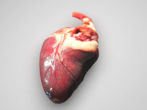 मुर्गे का दिल 3D मॉडल