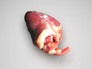Chicken Heart 3D Model