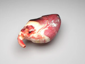 Chicken Heart 3D Model