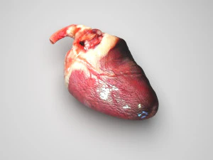 Chicken Heart 3D Model