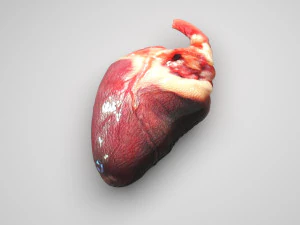 Chicken Heart 3D Model