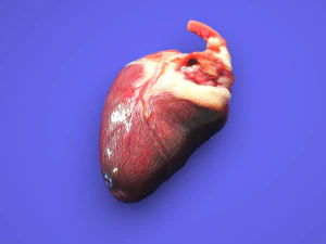 Chicken Heart 3D Model