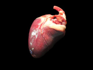 Chicken Heart 3D Model