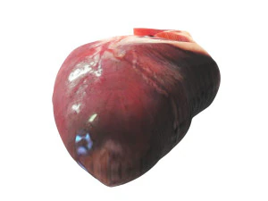 Chicken Heart 3D Model