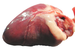 Chicken Heart 3Dモデル