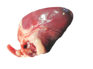 Chicken Heart 3Dモデル