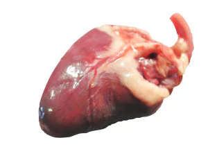 Chicken Heart 3D Model