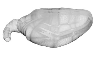 Chicken Heart 3D Model