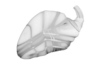 Chicken Heart 3D Model