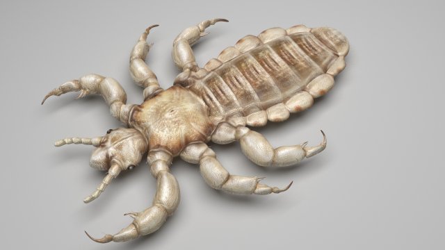 Head Louse Male 3D 모델 .c4d .max .obj .3ds .fbx .stl .blend 