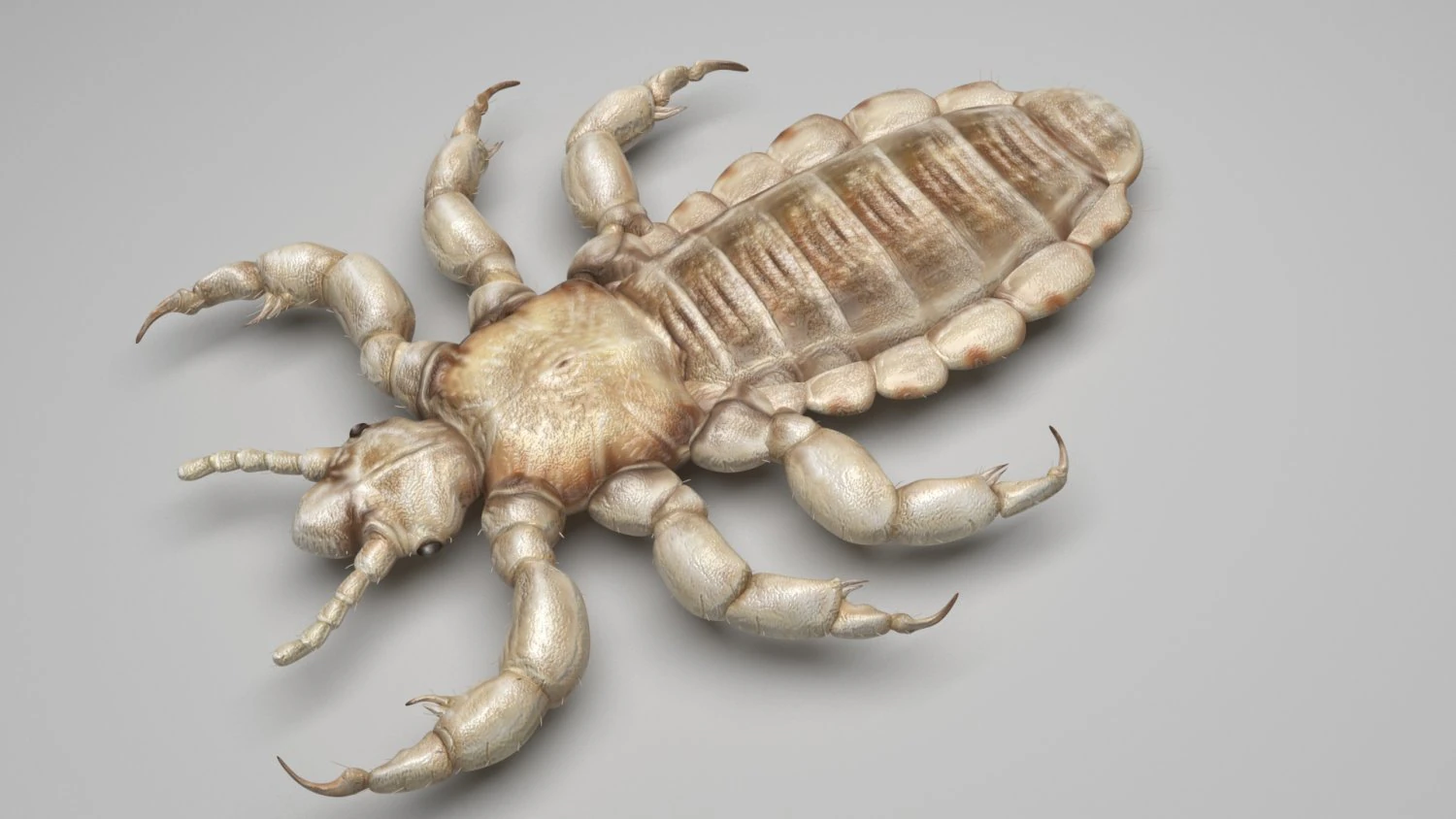 Head Louse Male 3D Model .c4d .max .obj .3ds .fbx .stl .blend