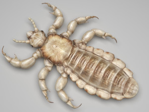 Head Louse Male 3D 모델